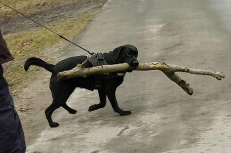 Labrador retriever Binka - MIN PIND!!!!!  billede 12