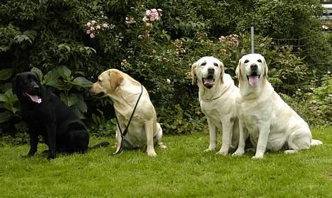 Labrador retriever Binka - Binka med sin mor, mormor og oldemor billede 14