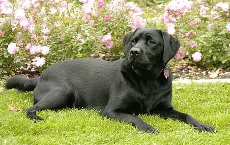 Labrador retriever Binka - *NYT* billede 17