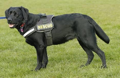 Labrador retriever Binka billede 20