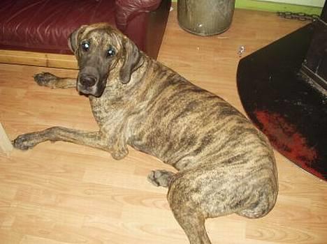 Grand danois CLEO II billede 3