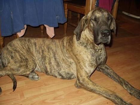 Grand danois CLEO II - ejjjj du blænder altså *GG* billede 2