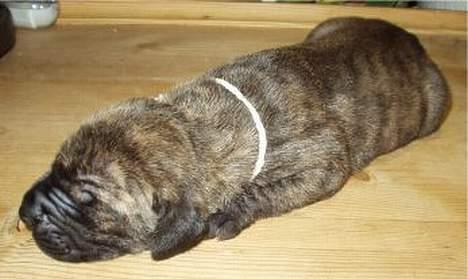 Grand danois CLEO II billede 4