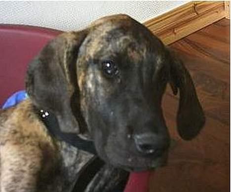 Grand danois CLEO II billede 7