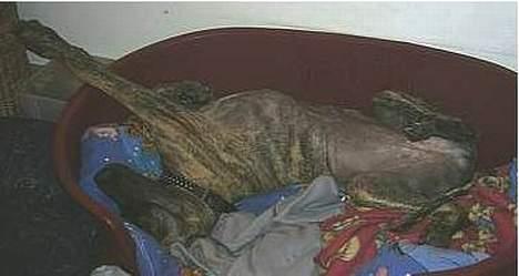 Grand danois CLEO II billede 6