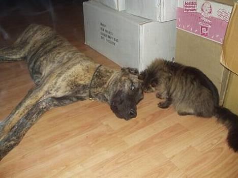 Grand danois CLEO II billede 5