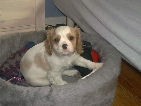 Cavalier king charles spaniel Simpson - Simpson 8 uger gammel billede 11