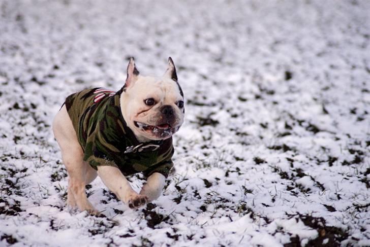 Fransk bulldog Frykas Baflo (FIGHTER) - Løbe, løbe, løbe... Savle, savle, savle... *NYT FEB. 2009* billede 8