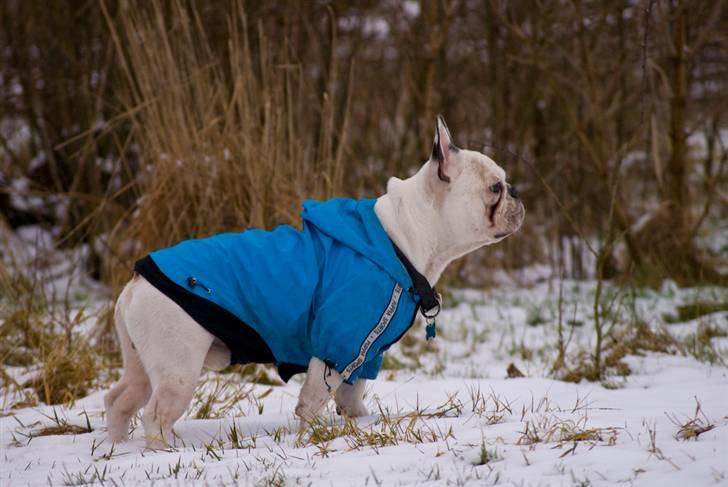 Fransk bulldog Frykas Baflo (FIGHTER) - Fighter kigger på heste..... :D billede 10