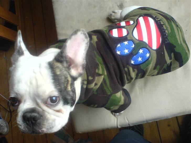 Fransk bulldog Frykas Baflo (FIGHTER) - Er jeg ikke fin!!! billede 11