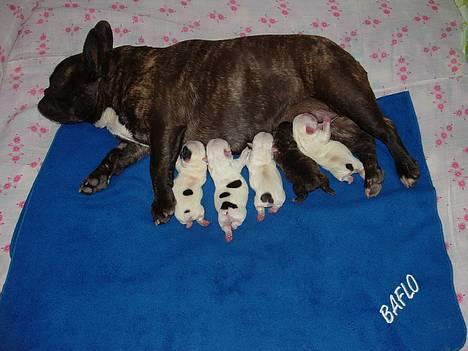 Fransk bulldog Frykas Baflo (FIGHTER) - Her er Fighter så som lille bitte baby...... Det er ham der er den store i midten, med tre fine pletter.... c",) billede 12
