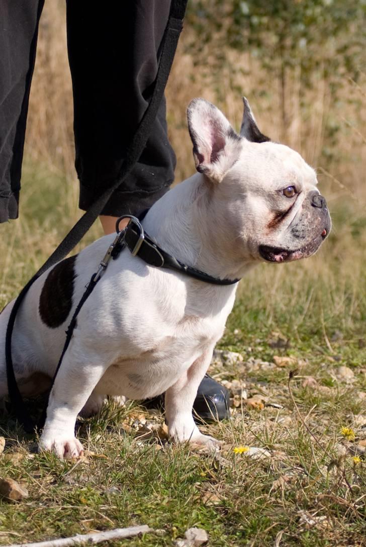 Fransk bulldog Frykas Baflo (FIGHTER) - Yo` what`s up.... billede 13