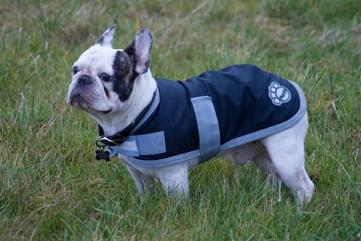 Fransk bulldog Frykas Baflo (FIGHTER) - Masta dækken.... Sweet.... billede 14