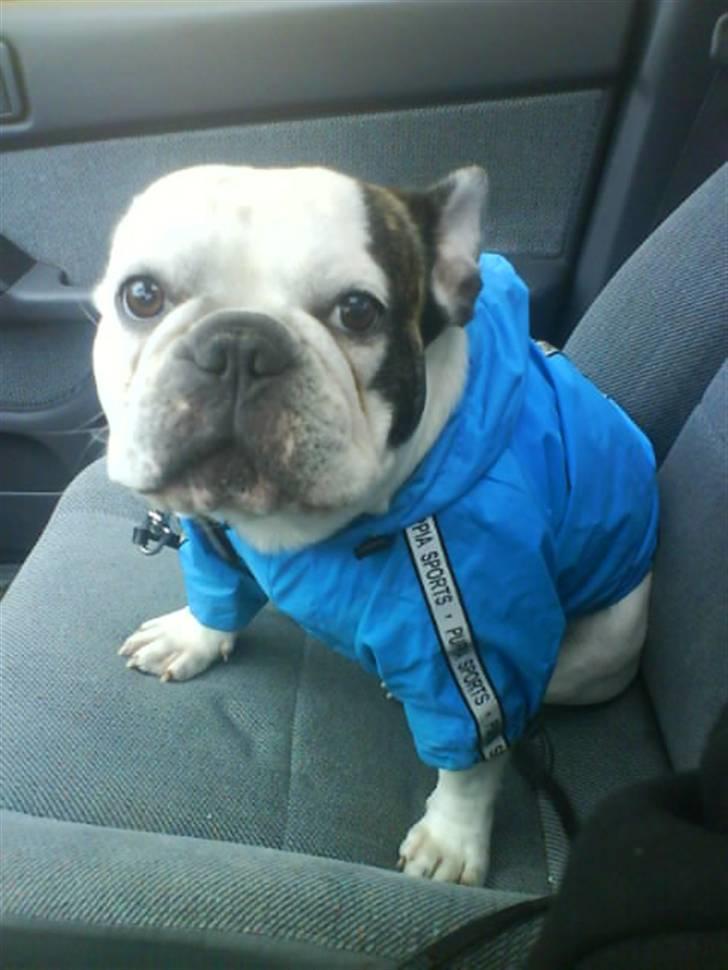 Fransk bulldog Frykas Baflo (FIGHTER) - Baby med regntøj i bilen..... :D billede 15