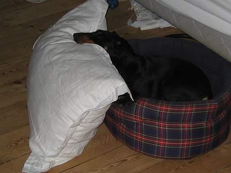 Tysk jagtterrier Ayo billede 4