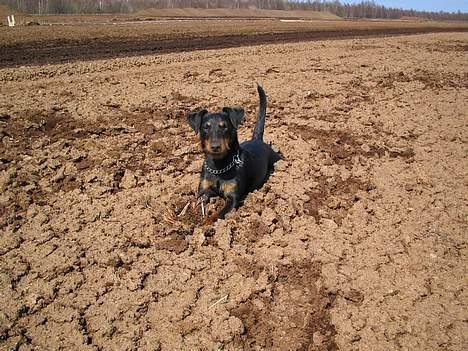Tysk jagtterrier Ayo billede 5