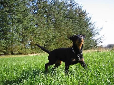 Tysk jagtterrier Ayo billede 6
