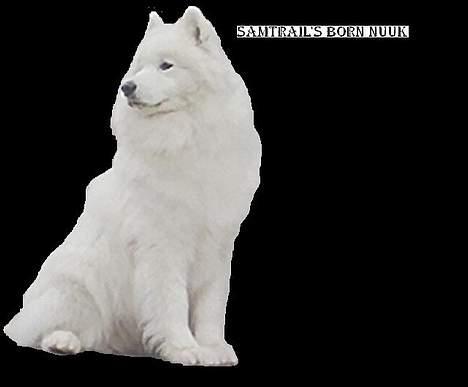 Samojedhund samtrail born Nuuk *R.I.B billede 17