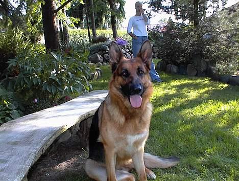 Schæferhund  Akita Nabonas  en hund f - det er mig og ikke mor der skal på der billede 3