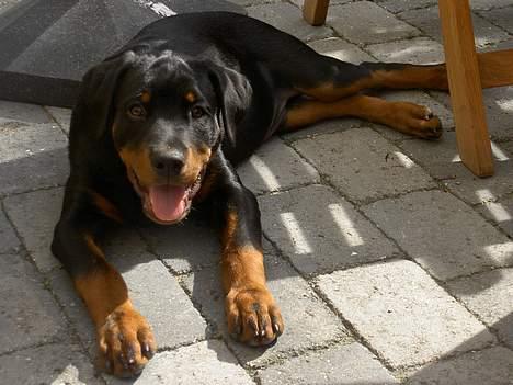 Rottweiler Basse (aflivet 18/1-07) billede 2