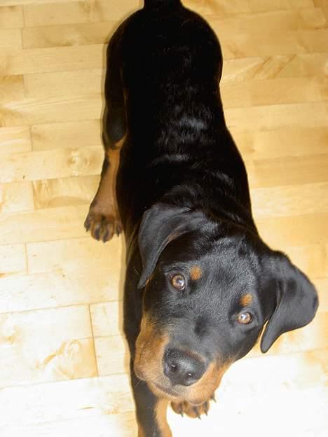 Rottweiler Basse (aflivet 18/1-07) billede 3