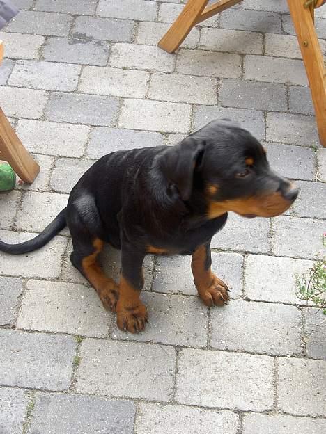 Rottweiler Basse (aflivet 18/1-07) billede 4