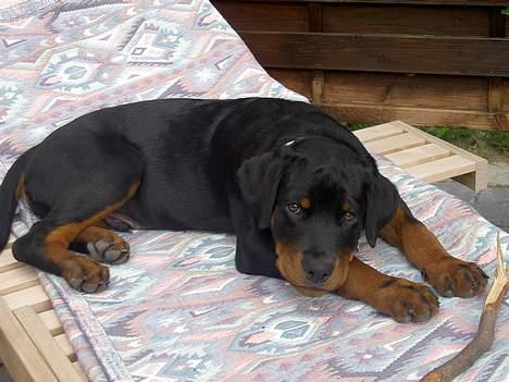 Rottweiler Basse (aflivet 18/1-07) billede 5