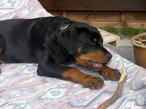 Rottweiler Basse (aflivet 18/1-07) billede 6