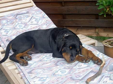 Rottweiler Basse (aflivet 18/1-07) billede 7