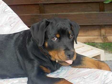 Rottweiler Basse (aflivet 18/1-07) billede 8