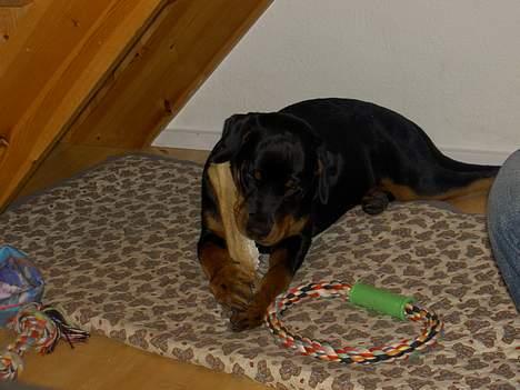 Rottweiler Basse (aflivet 18/1-07) billede 9