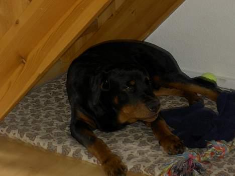 Rottweiler Basse (aflivet 18/1-07) billede 10