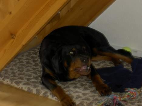 Rottweiler Basse (aflivet 18/1-07) billede 11