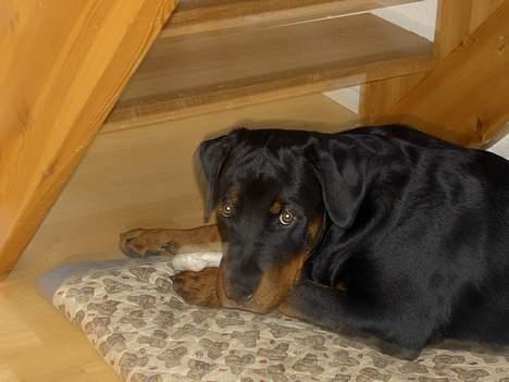 Rottweiler Basse (aflivet 18/1-07) billede 12