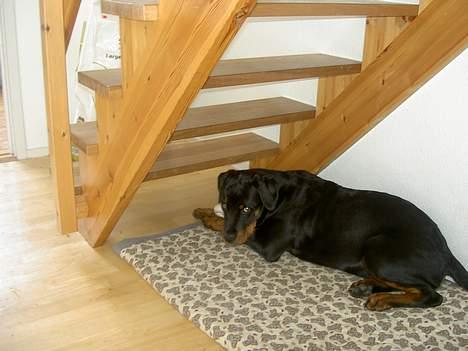 Rottweiler Basse (aflivet 18/1-07) billede 13