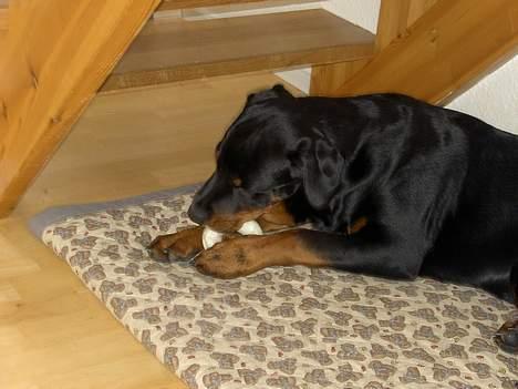 Rottweiler Basse (aflivet 18/1-07) billede 14