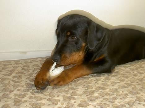 Rottweiler Basse (aflivet 18/1-07) billede 15