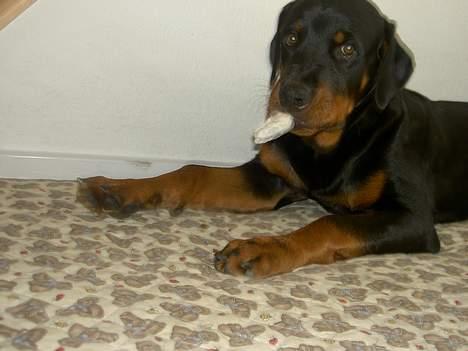 Rottweiler Basse (aflivet 18/1-07) billede 16