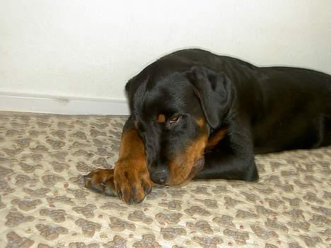 Rottweiler Basse (aflivet 18/1-07) billede 17