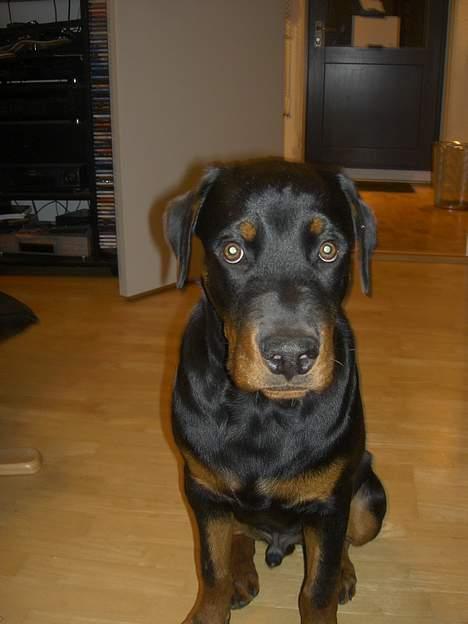 Rottweiler Basse (aflivet 18/1-07) billede 18