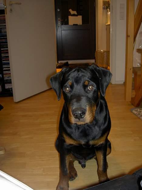 Rottweiler Basse (aflivet 18/1-07) billede 19