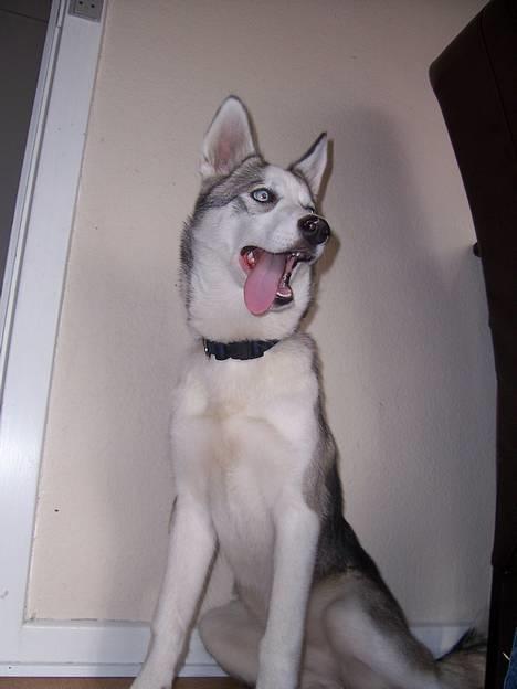 Siberian husky kela billede 1