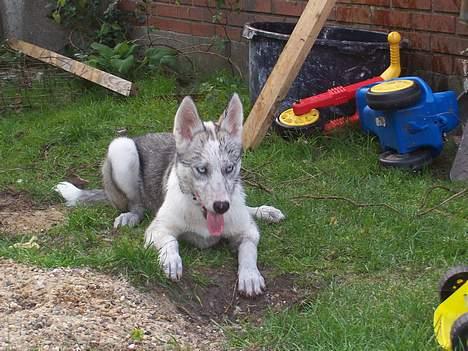 Siberian husky kela - Her er Kela ude i haven hvor hun bruger det meste af hendes tid. billede 2