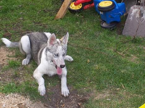Siberian husky kela billede 3