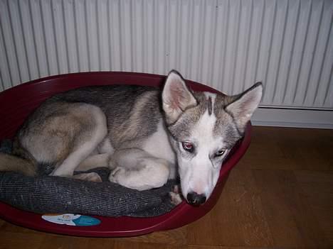 Siberian husky kela billede 4