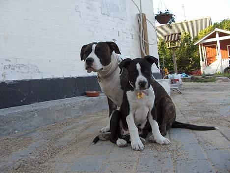 Amerikansk staffordshire terrier Chili 23-06-06 - passer lige på amiga billede 8