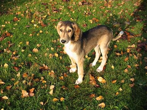 Saluki Faih´dan - en lillebitte Faih´dan dagen efter vi havde hentet ham. billede 11