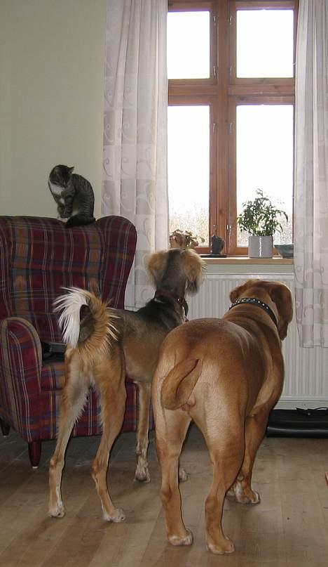 Saluki Faih´dan - et umage par :) billede 12