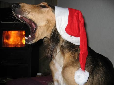 Saluki Faih´dan - glaade jul deejlige jul........ billede 13