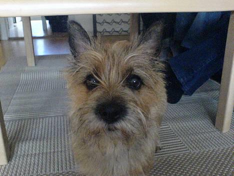 Cairn terrier kiki - Hej med dig... billede 1